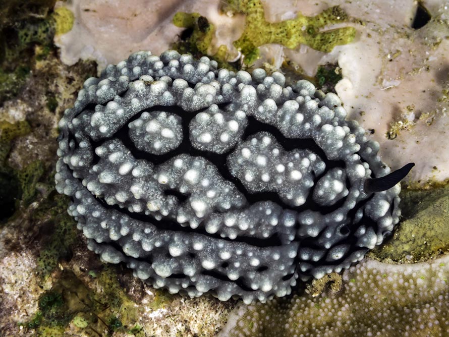 Phyllidiella hageni